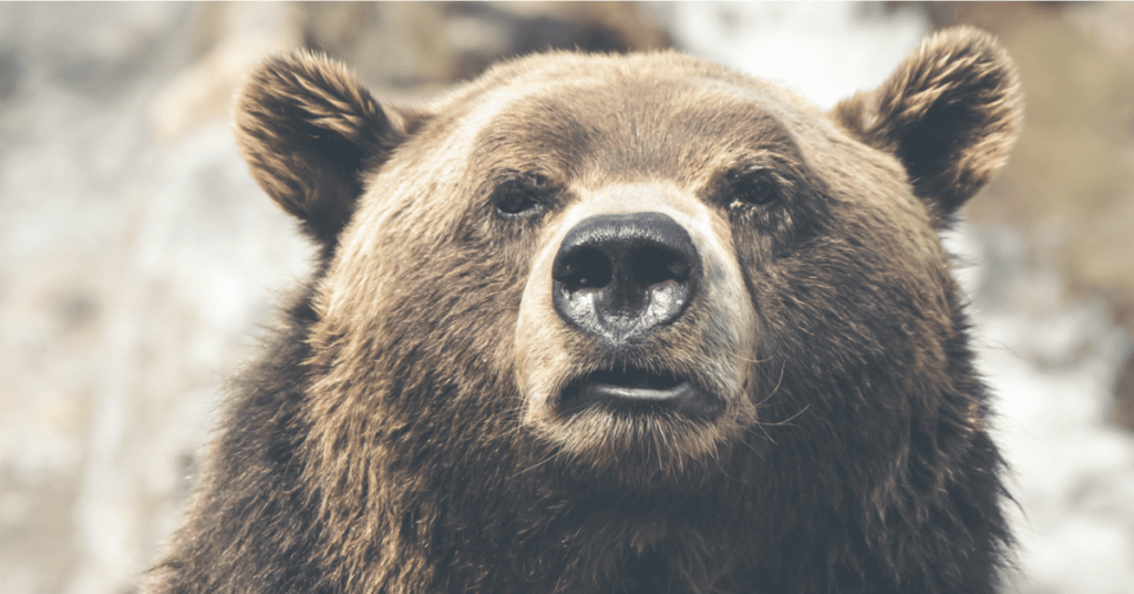 How to rethink Bear Markets