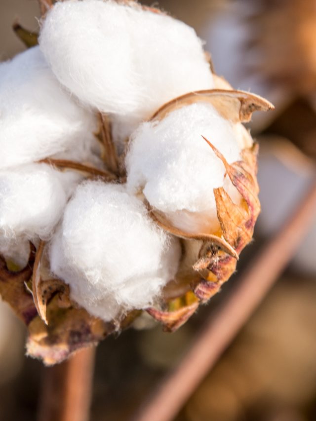 Top Cotton Producing Countries