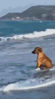 Sad dog_Kuvera